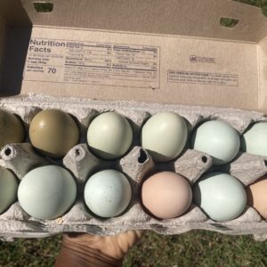 Eggs (Dozen)